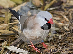 Shaft Tail Finch