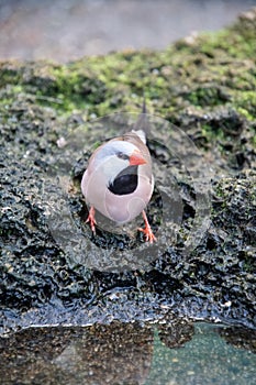 Shaft Tail Finch resting on the rock.