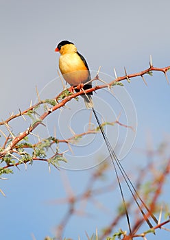 Shaft-tailed Whydah
