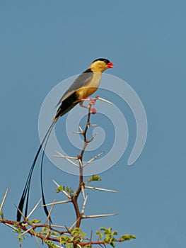 Shaft-tailed Whydah in breeding colours
