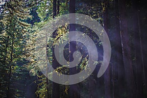 Shafts of light between trees in the Sol Duc Rainforest photo