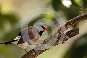 Shafttail Finch Poephila acuticauda