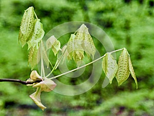 Shag bark hickory leaves emerging in the spring