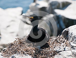 Shag Bird nesting