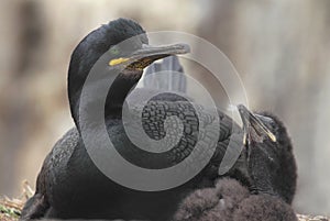 Shag with chick on nest