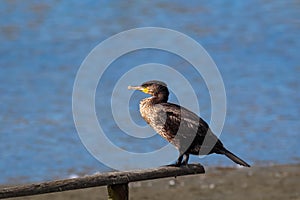 A Shag, Common Shag or European Shag.