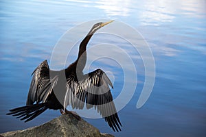 Shag - Darter