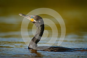 Shag diving on the rover water. Dark bird Great Cormorant, Phalacrocorax carbo, head in the water surface. Corcovado, Costa Rica. photo