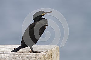 Shag drying the wings