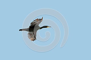 A Shag, European Shag or Common Shag, Phalacrocorax aristotelis, seabird, adult, in flight, flying against clear, blue sky. UK, E