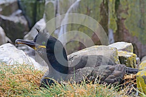 Shag, Farne Islands Nature Reserve, England