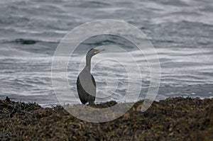 A Shag (gulosus aristotelis) on Sound of Islay, Isle of Jura, Scotland