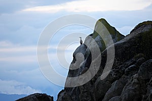 Shag at Kaiteriteri rocks on South Island of New Zealand