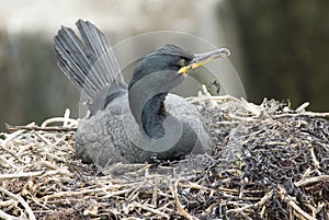 Shag on Nest