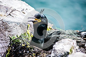 A shag nesting on Inner Farne, Northumberland, UK