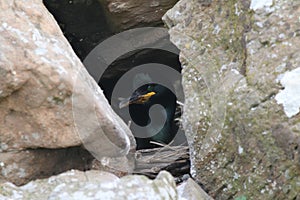 Shag (Phalacrocorax aristotelis) on Nest