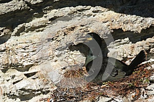 A Shag Phalacrocorax aristotelis perched on the edge of a cliff sitting on its nest.