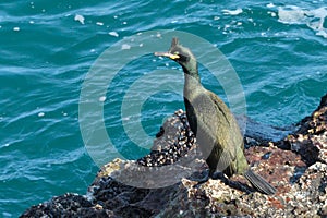 Shag on a rock