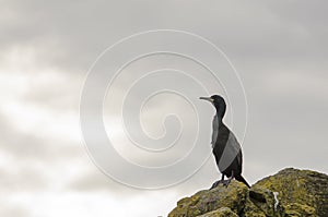 Shag, Seabird on a Rock