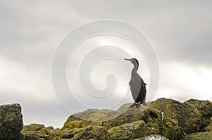 Shag, Seabird on a Rock