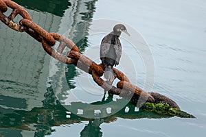 Shag Sits On Rusting Marine Chain With Calm Water Ocean