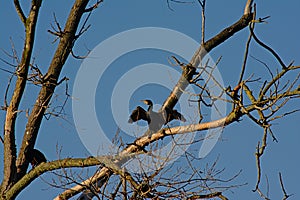 Shag sitting in a tree with spread wings - Phalacrocorax carbo