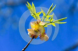 Shagbark Hickory leaves emerging from bud in spring