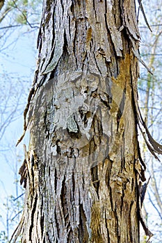 Shagbark hickory tree trunk up close