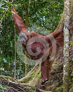 Shaggy adult orangutan demonstrates its strength and flexibility through the trees and looking to the side, Bohorok, Indonesia photo
