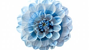 Closeup of Shaggy Light Blue Dahlia Flower Isolated on White Background with Clipping Path for Design