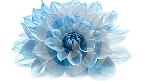 Closeup of Shaggy Light Blue Dahlia Flower Isolated on White Background with Clipping Path for Design