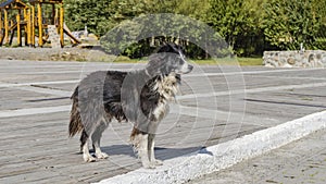 A shaggy black and white mongrel dog stands on the sidewalk in the park.