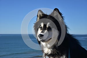 Shaggy Black and White Sled Dog at the Ocean
