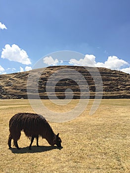 A shaggy brown alpaca feeds on grass at the ruins of Sacsayhuaman in Peru