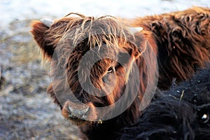 A Shaggy Brown Highlander Calf photo