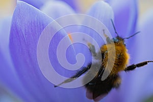 A shaggy bumblebee gathers pollen from a purple flower.