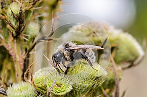 Shaggy bumblebee settled down for the night on the green