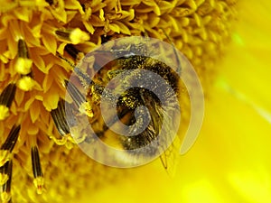 Shaggy bumblebee on a sunflower