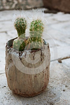 Shaggy cacti in a flower pot outdoor