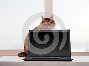 Shaggy cat with laptop. concept of computer consultation