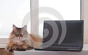 Shaggy cat with laptop. concept of computer consultation