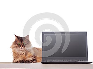 Shaggy cat with laptop. concept of computer consultation