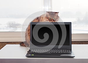 Shaggy cat with laptop. concept of computer consultation