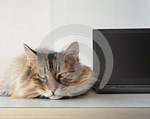 Shaggy cat with laptop. concept of computer consultation