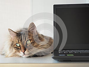 Shaggy cat with laptop. concept of computer consultation photo