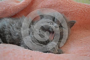 The shaggy cat yawns. Little cat, blue-gray.