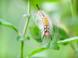 Shaggy caterpillar