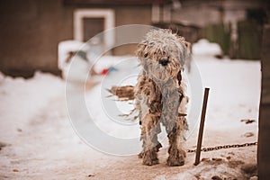 Shaggy chained old dog looking sad