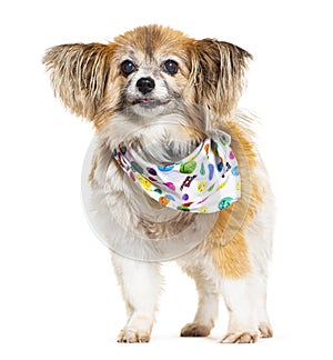 Shaggy Chiuahua dog wearing a fun colored scarf, isolated on white