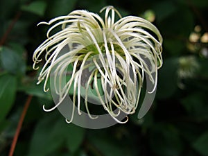 Shaggy. Clematis seed head with blurred green background.